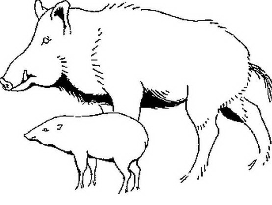 Due maiali disegno da colorare