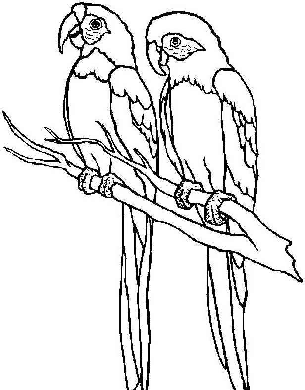Due pappagallini disegni da colorare gratis