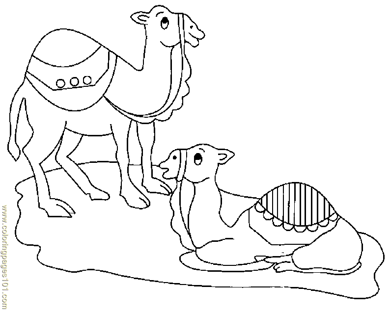 Due semplici cammelli da colorare per bambini e bambine
