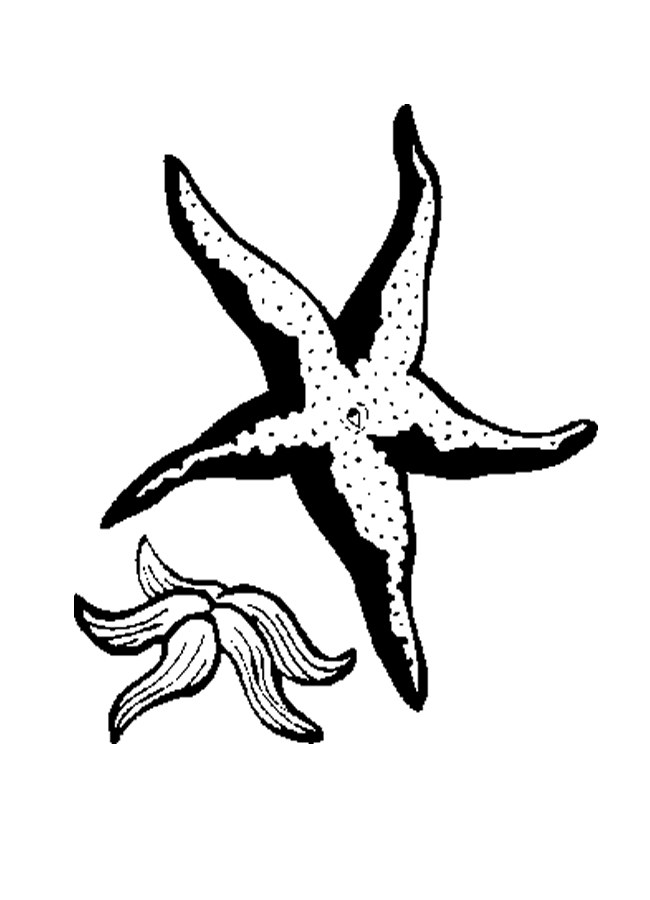 Due stelle marine da colorare