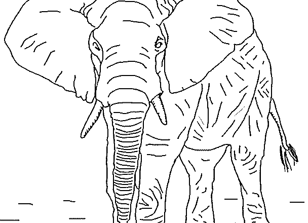 Elefante adulto realistico immagine da colorare