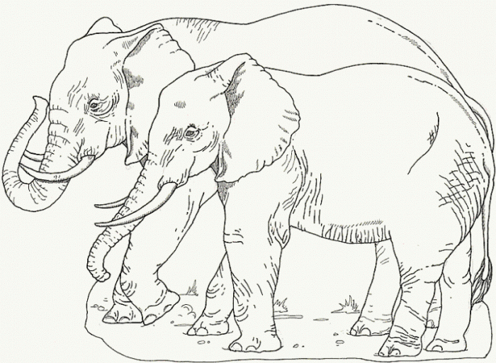 Famiglia di elefanti da stampare e da colorare gratuitamente