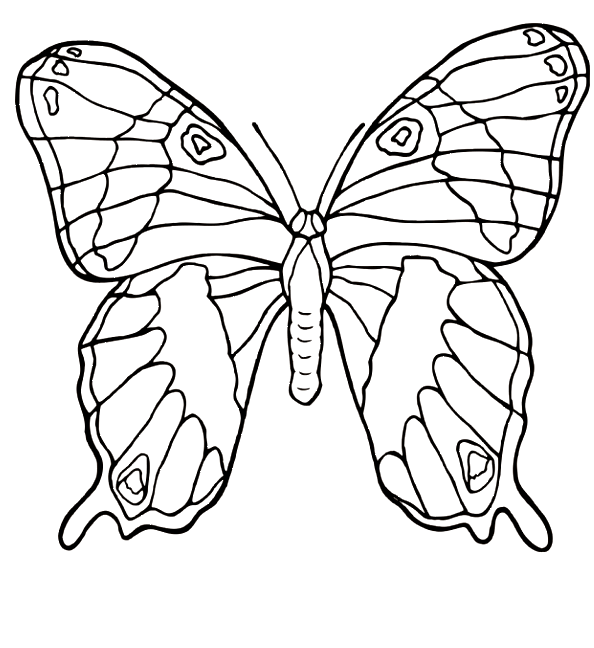 Farfalla animale da stampare e da colorare per bambini