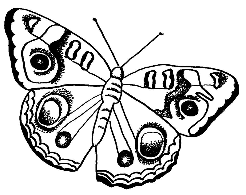 Farfalla con ali disegnate da colorare gratis