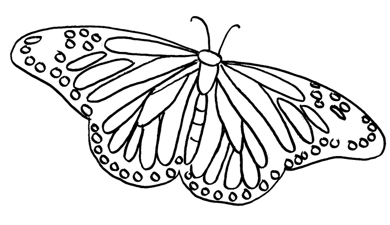Farfalla con ali molto ampie disegno da colorare