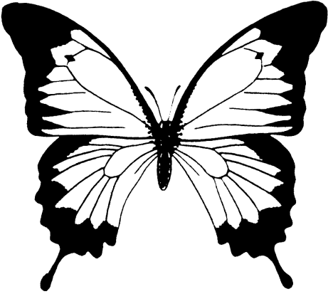 Farfalla di medie dimensioni da colorare
