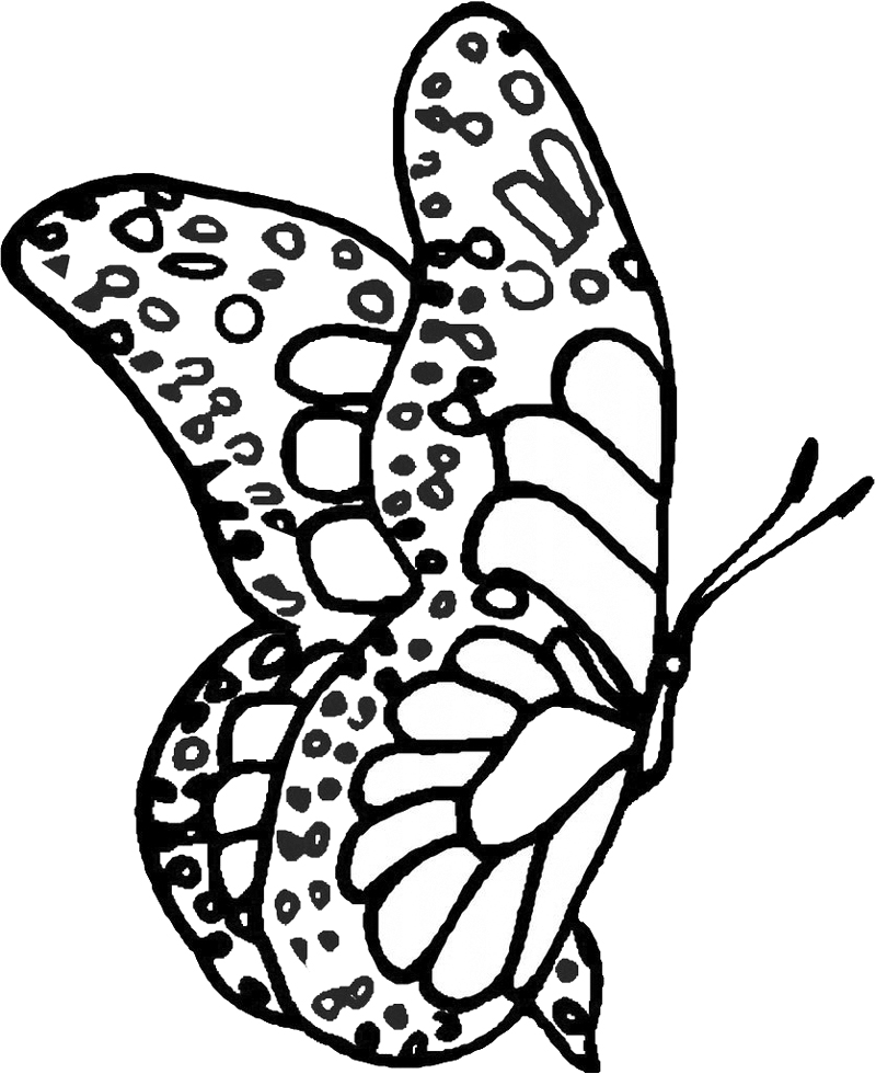 Farfalla realistica disegno per bimbi