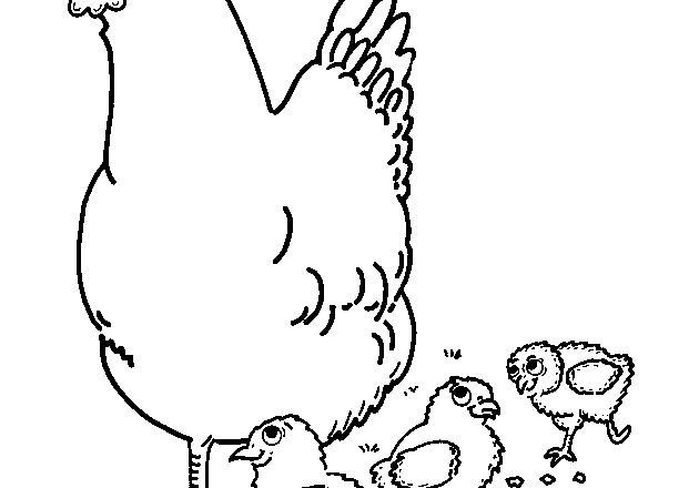 Gallina coi suoi tre pulcini disegni da colorare