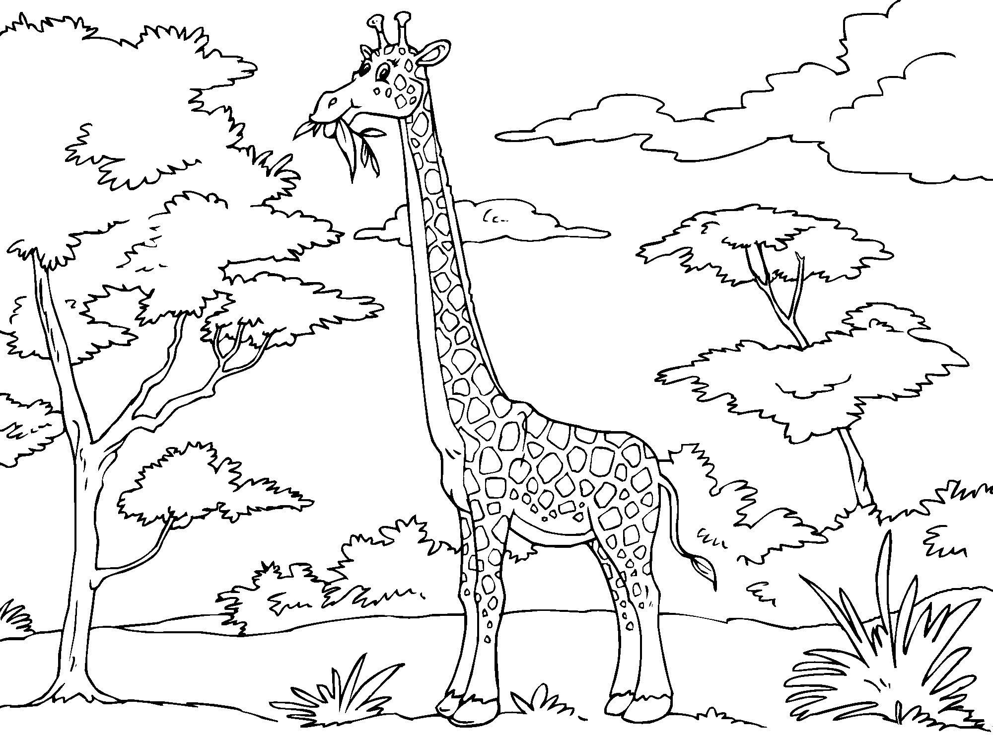 Giraffa che mangia foglie dall’ albero disegno da colorare