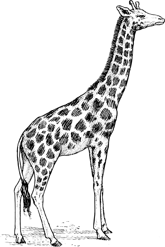 Giraffa disegno da colorare realistico