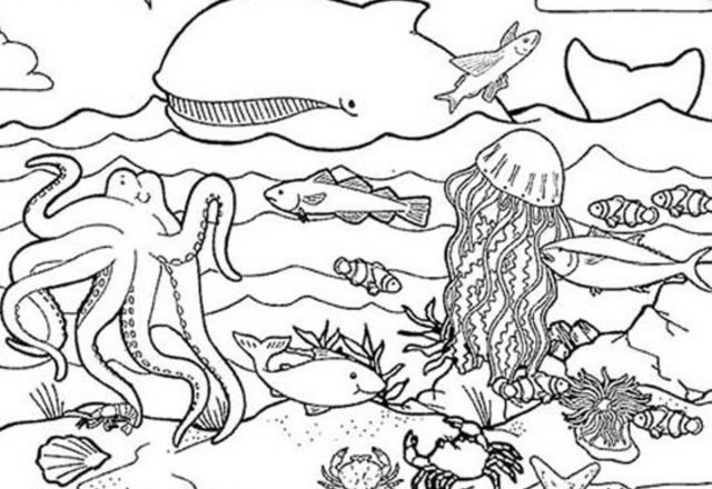 Gli animali del mare disegni da colorare gratis