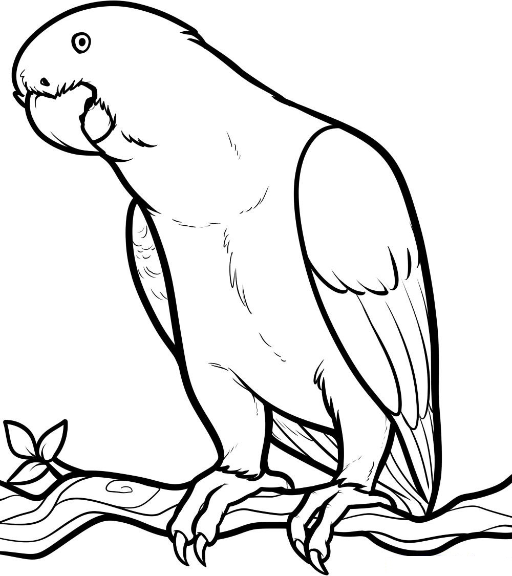 Gran pappagallo da stampare e da colorare nella categoria animali