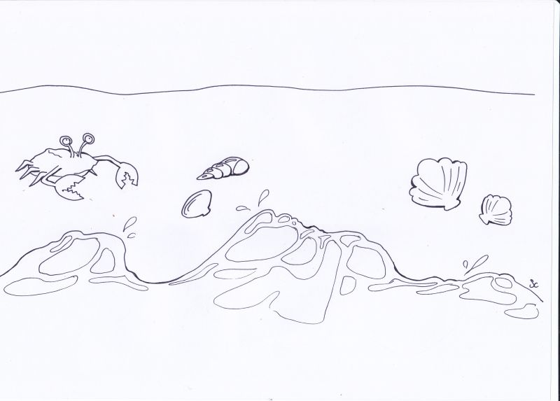 Granchi sulla riva del mare disegni da colorare per bambini