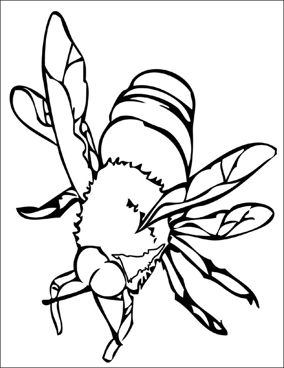 Grande ape realistica disegno da colorare