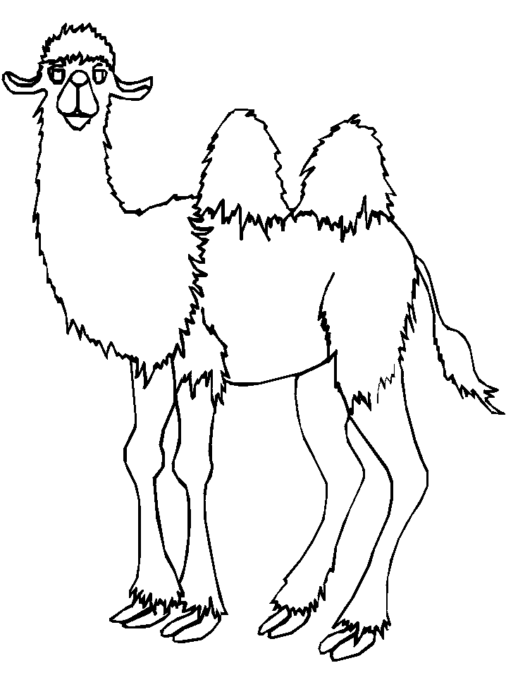 Grande cammello disegno da stampare e da colorare gratis