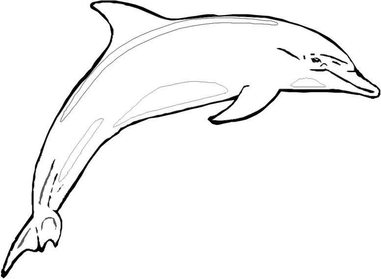 Grande delfino disegno da colorare