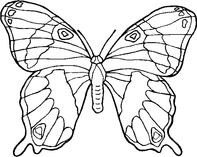 Grande farfalla realistica disegni da colorare per bambini