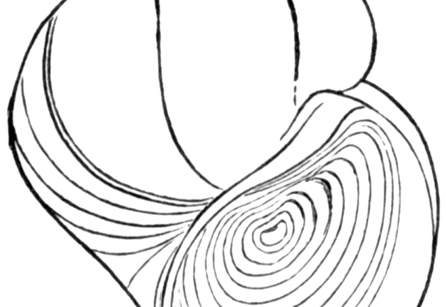 Grande guscio di lumaca disegno da colorare