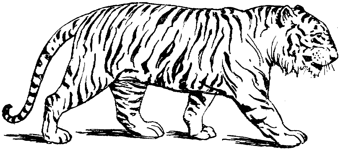 Grande tigre che cammina pacifica disegni da colorare