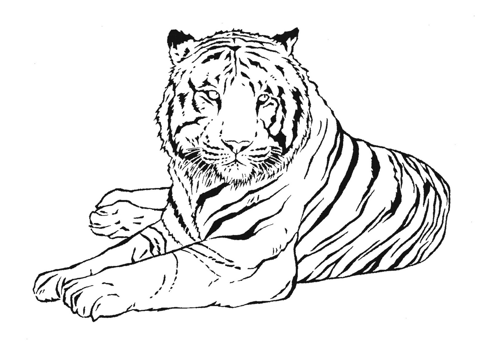Grande tigre disegni da colorare di animali