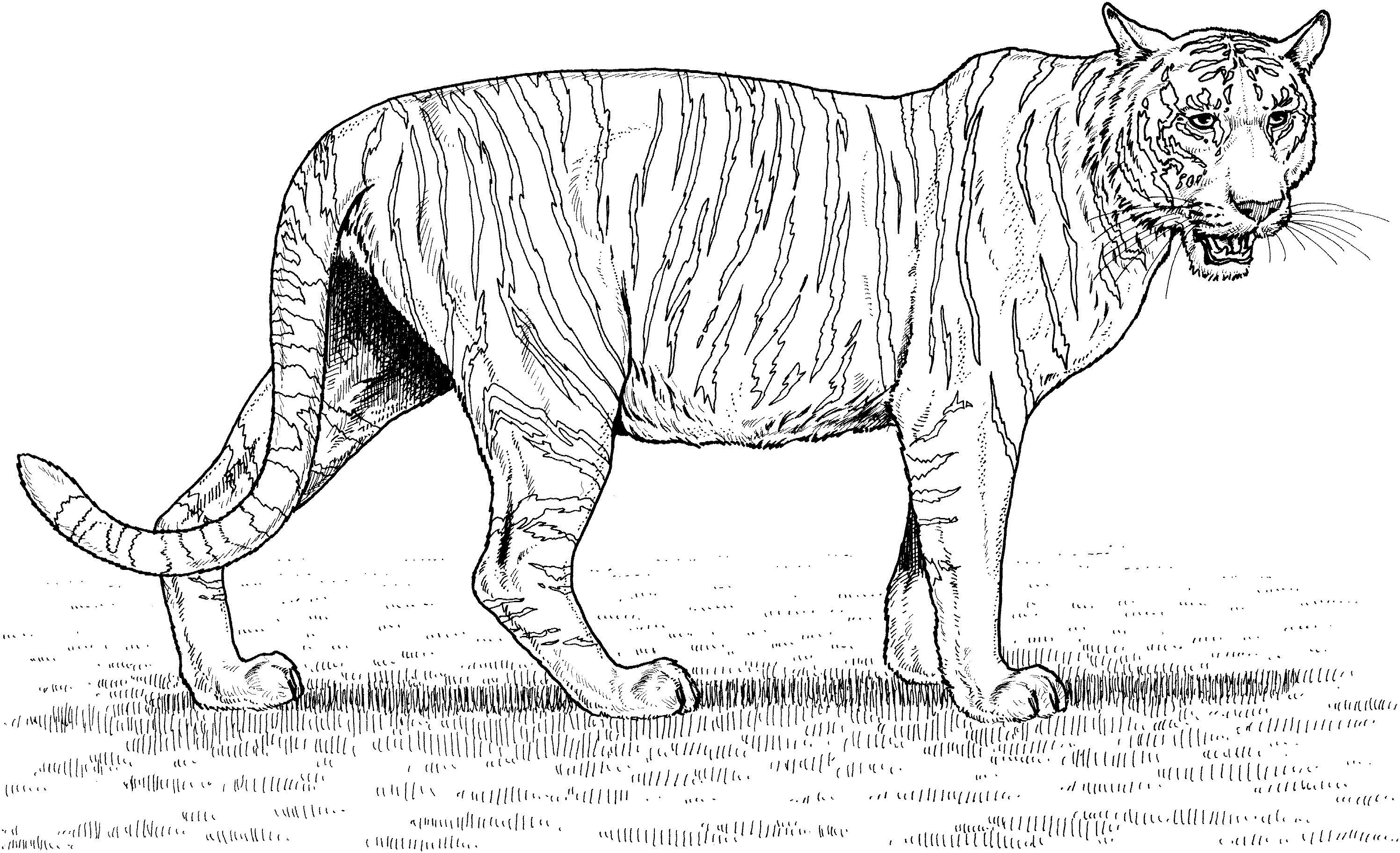 Grande tigre realistica in libertà  disegni da colorare