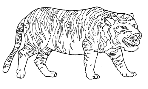 Grossa tigre da colorare