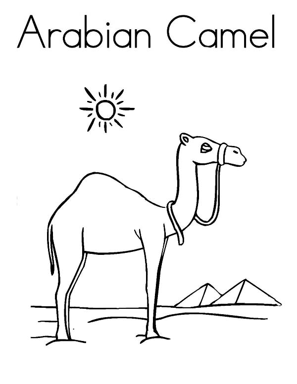 Il cammello arabo disegno da colorare per bambini