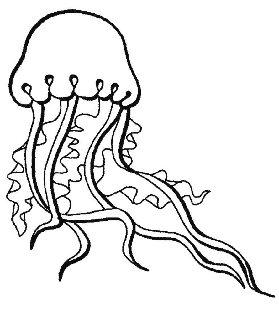 La medusa disegni da colorare per bambini categoria mare