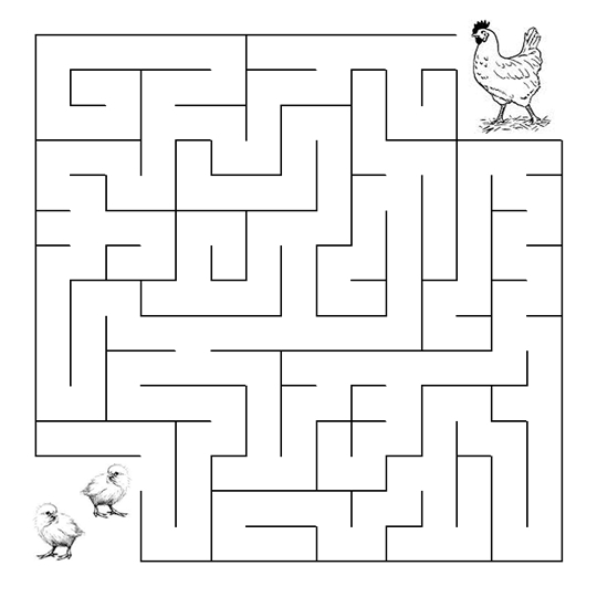 Labirinti da stampare con la gallina e i pulcini