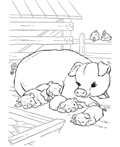 Mamma maiale con i piccoli disegno da colorare
