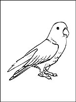 Piccolo pappagallo disegni gratuiti da colorare