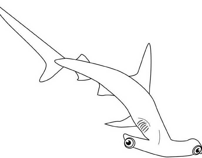 Piccolo squalo martello da colorare