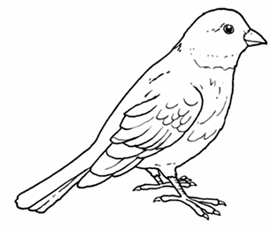 Piccolo uccellino canarino disegno da colorare gratis