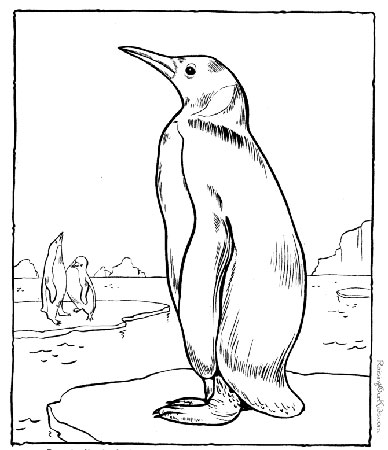 Pinguini realistici da colorare