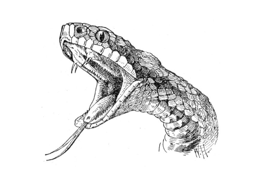Primo piano del serpente disegni da colorare