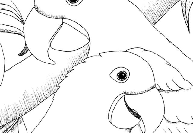 Primo piano di pappagalli inseparabili da stampare e colorare