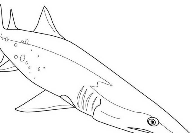 Primo piano di uno squalo da colorare per bambini e bambine