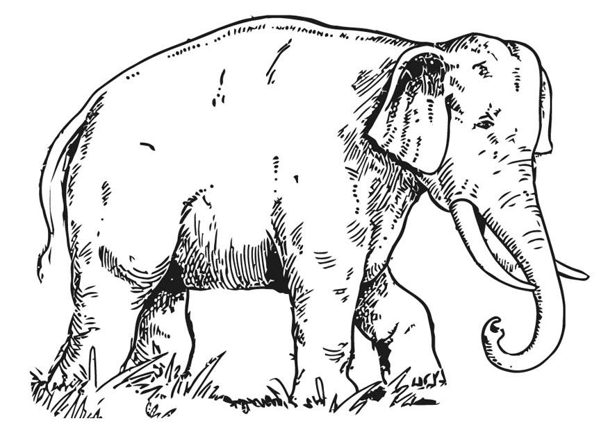 Realistico grande elefante da colorare