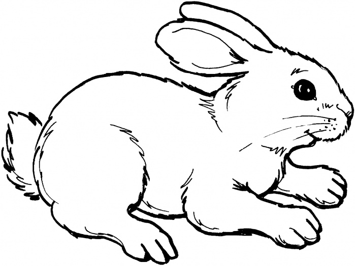 Semplice disegno realistico di un coniglio da colorare