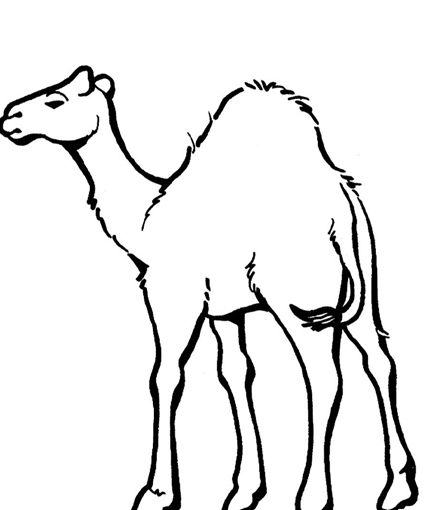 Semplice immagine da colorare il cammello