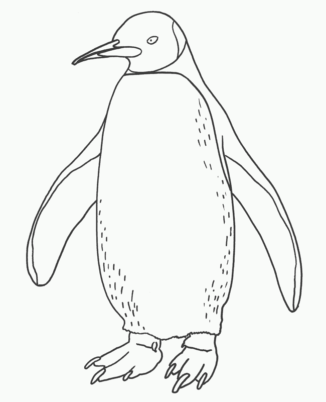 Semplice pinguino animale da colorare per bambini