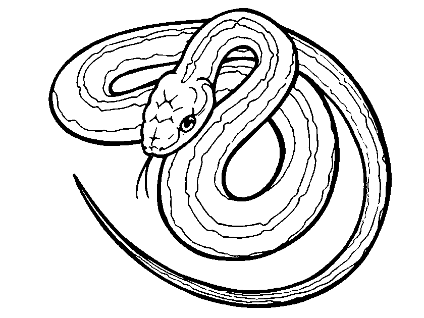 Serpenti disegni da colorare per i bambini