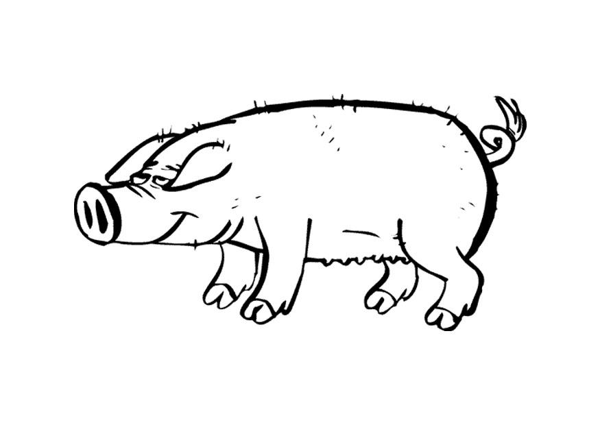 Simpatico maiale disegno per bimbi