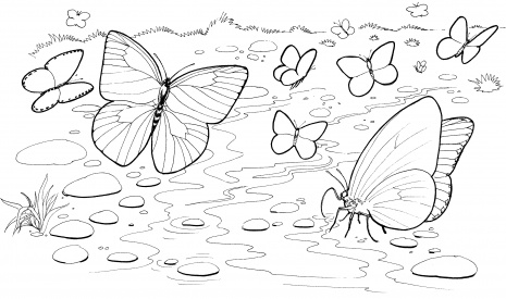Stampa e colora diverse farfalle sul fiume