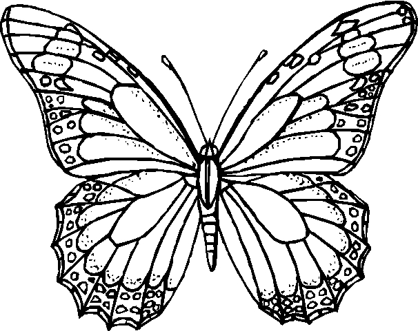 Stampa e colora gratis farfalle nella categoria animali
