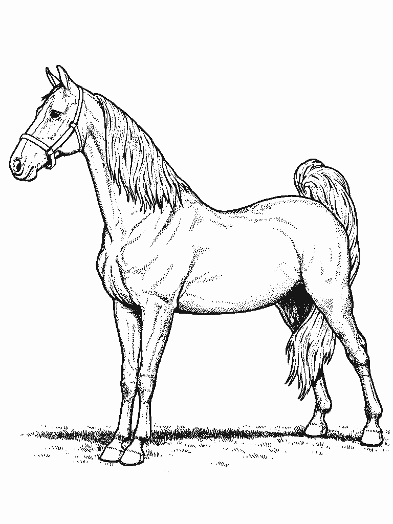 Stampa e colora questo cavallo realistico