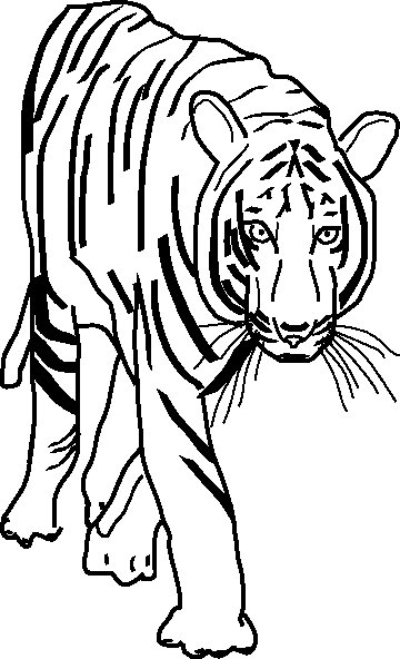 Tigre calma disegni da stampare e da colorare