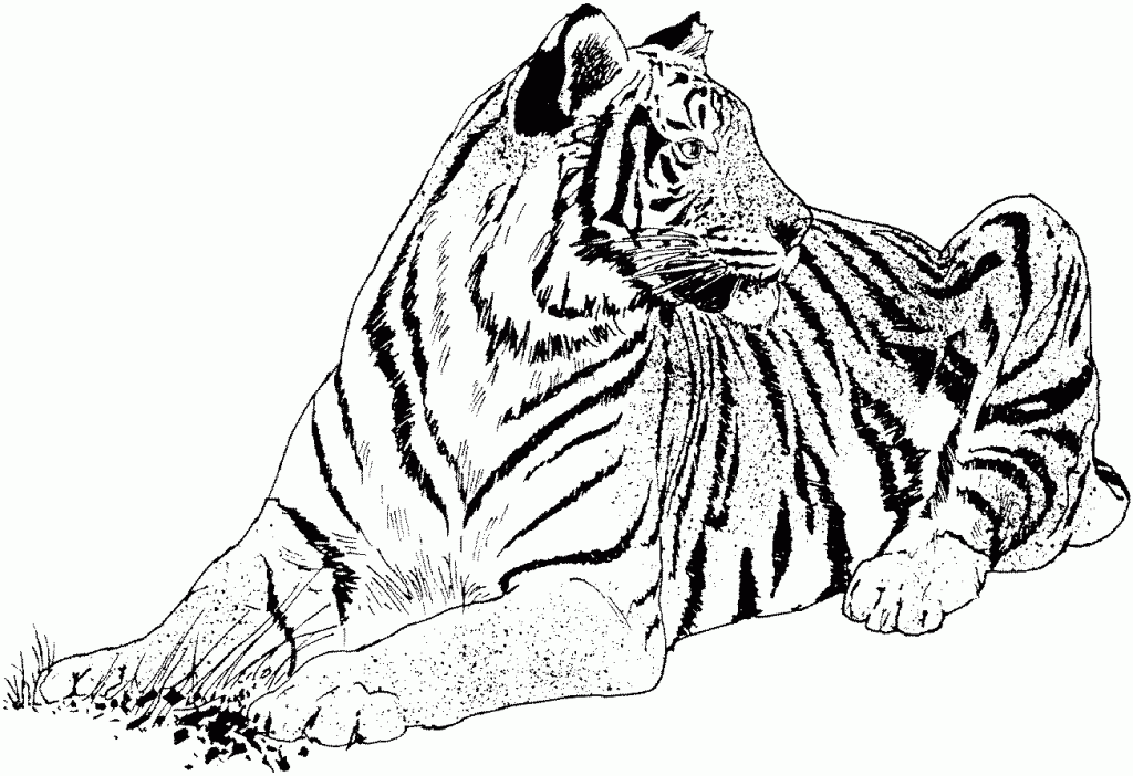 Tigre che si rilassa disegni da colorare