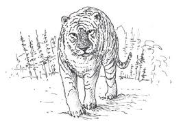 Tigre in libertà disegni da colorare gratis