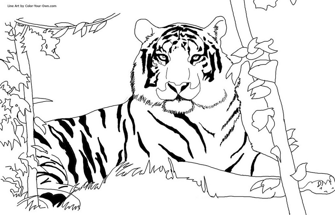 Tigre sdraiata disegni da stampare per bimbi